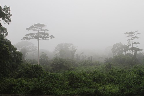 Western Guinean lowland forests